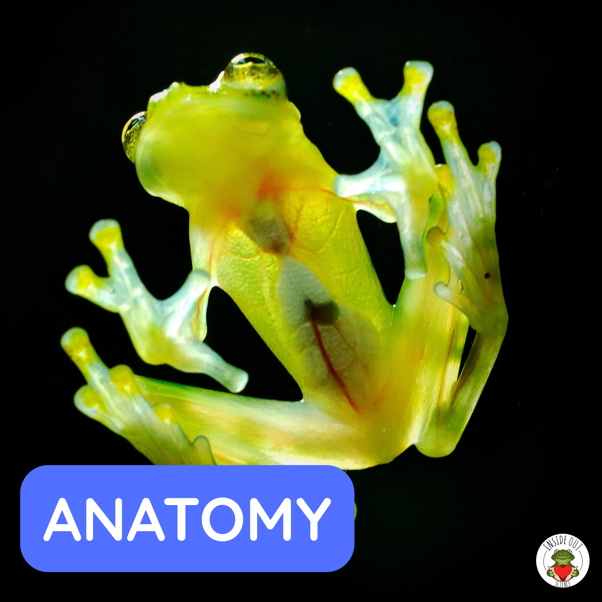 Incorporate dissection models into your everyday life science learning... www.insideoutsci.com Incorporate dissection models into your everyday life science learning... www.insideoutsci.com
