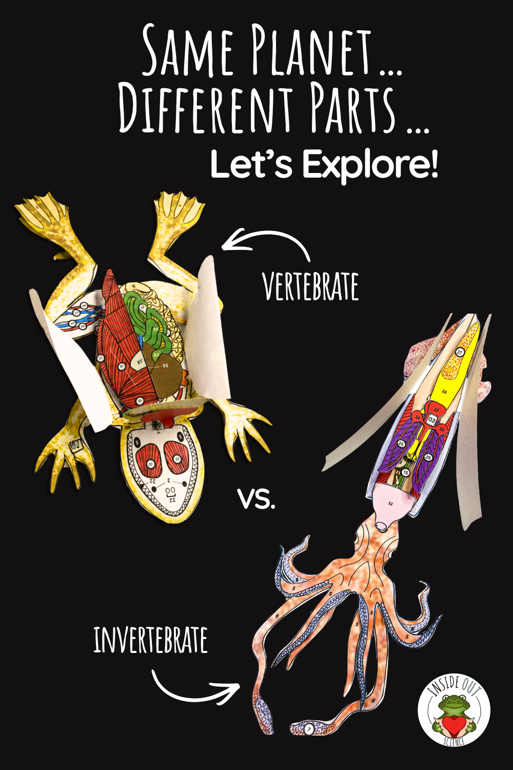 3D paper frog and squid dissection models displayed side by side for a hands-on homeschool science comparative anatomy activity.