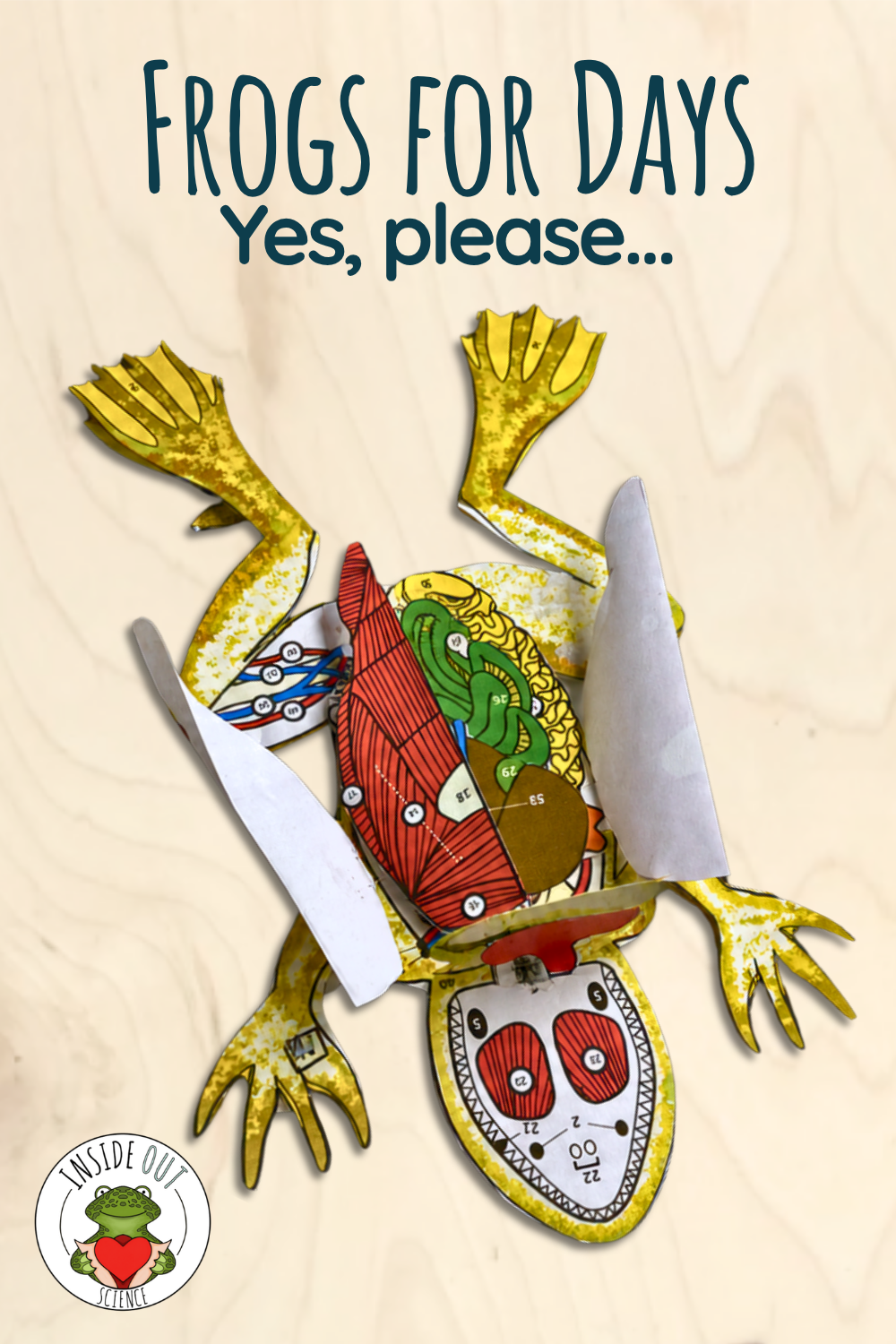 Inside Out Science 3D paper frog dissection model displaying internal organs with the text "Frogs for Days. Yes, please."