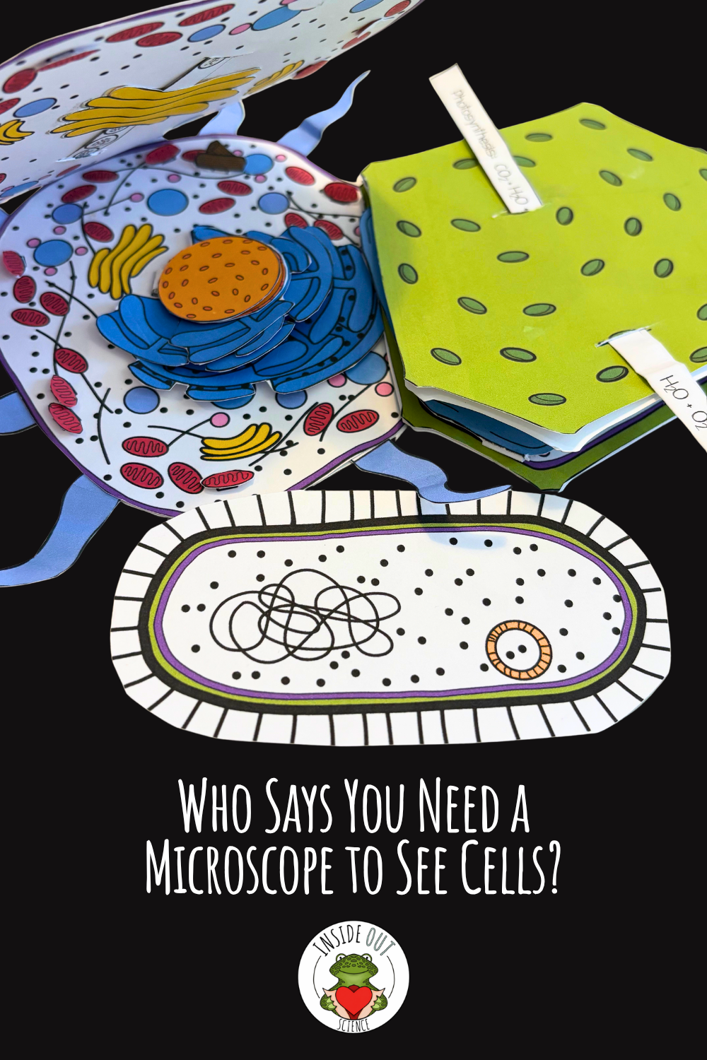 Hands-on homeschool science activity 3D animal, plant, and bacterial cell paper models showing cellular structures