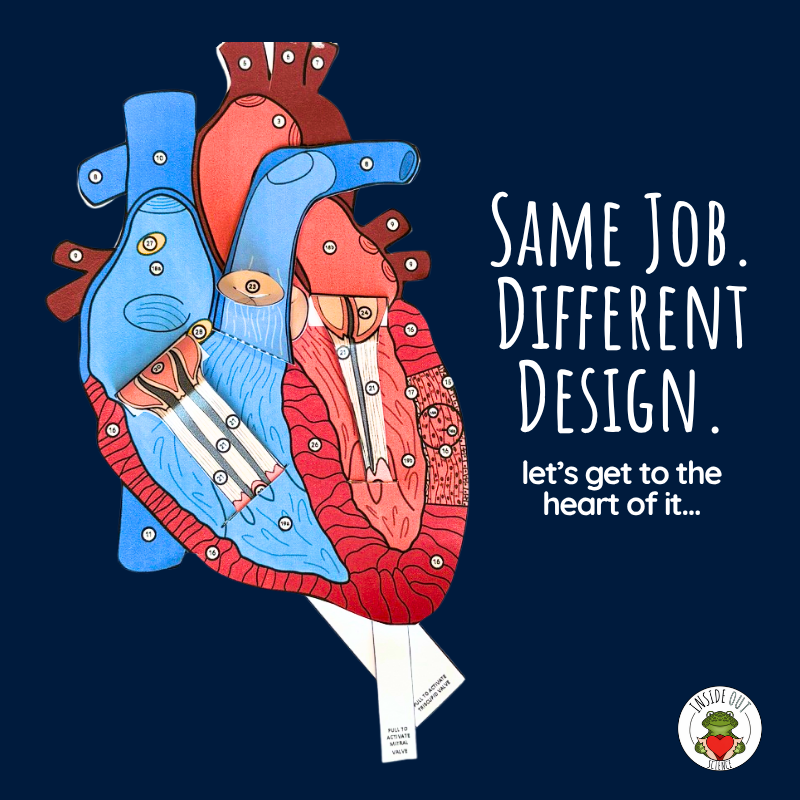 Inside Out Science 3D paper human heart anatomy model displaying chambers, valves, and blood vessels for hands-on homeschool anatomy activities.
