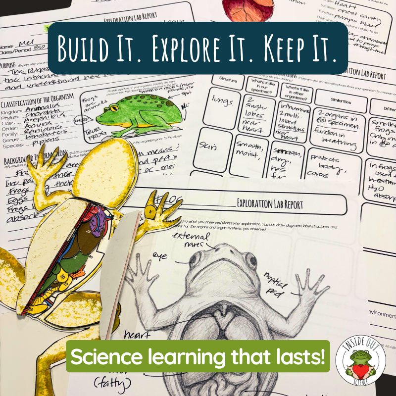 Completed frog anatomy lab reports, student illustrations, and a 3D paper frog model demonstrating a homeschool science portfolio activity.