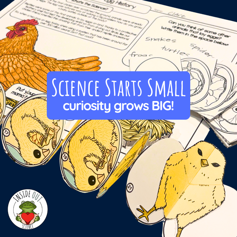 3D paper chicken life cycle models showing a hen, developing chick embryos, and a hatchling for elementary homeschool science.